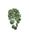 Plante Agățate Artificiale Calathea 60cm A26933
