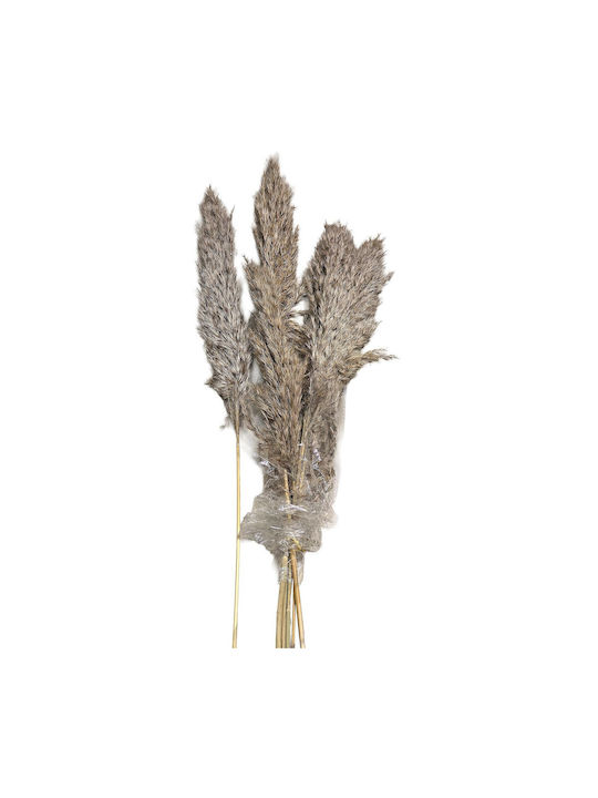 Αποξηραμένο Φυτό Pampas grass HOMie