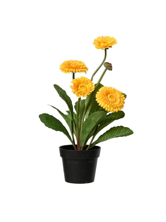 Crizanteme Înflorite Plantă În Ghiveci 20x20x30...