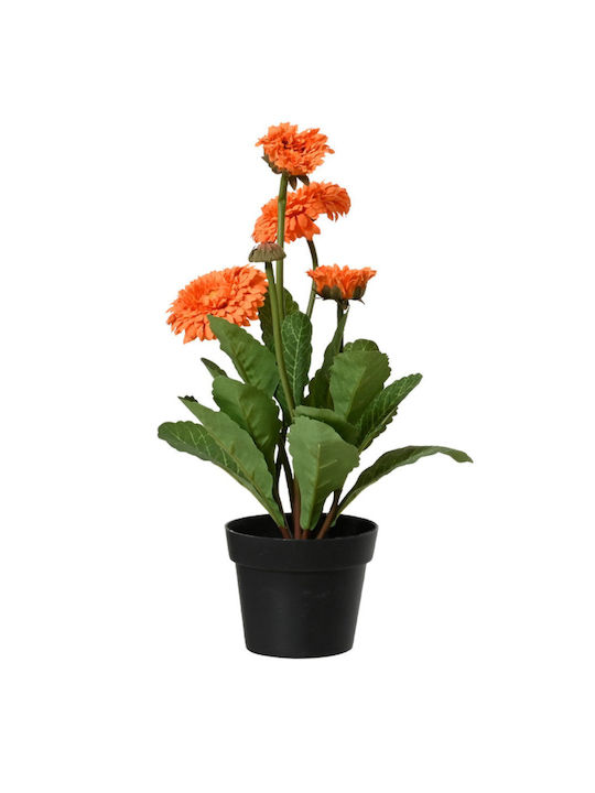 Crizanteme Înflorite Plantă În Ghiveci 20x20x30...