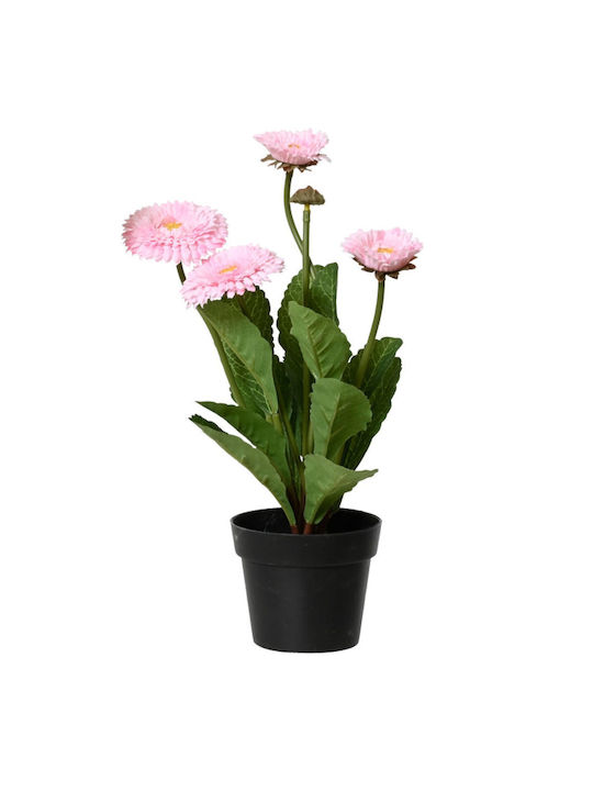 Crizanteme Înflorite Plantă În Ghiveci 20x20x30...
