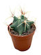 Ferocactus Emoryi 5.5cm