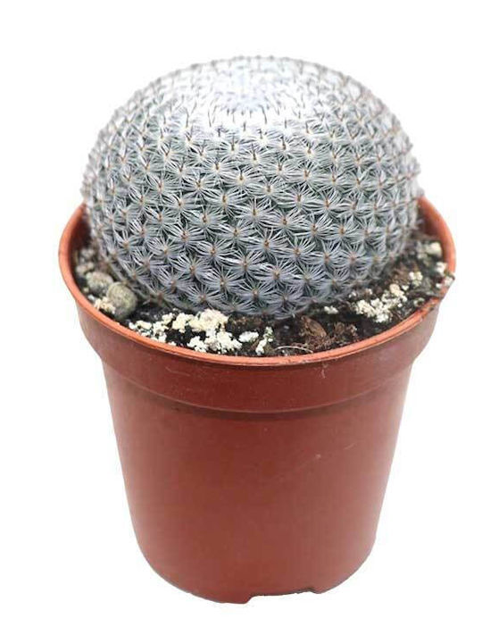 Mammillaria Microthele Var Superfina 5.5cm Mammillaria Microthele Var Superfina 5.5cm