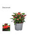 Euphorbia Milii Olympia 13 см