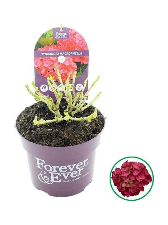 Hydrangea Forever&ever Red 17m Hydrangea Forever&ever Red 17m