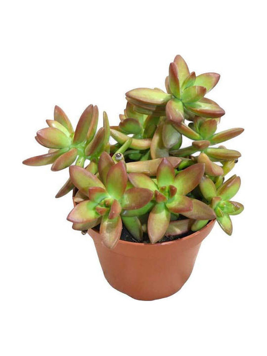Sedum Firestorm 10.5cm Sedum Firestorm 10.5cm