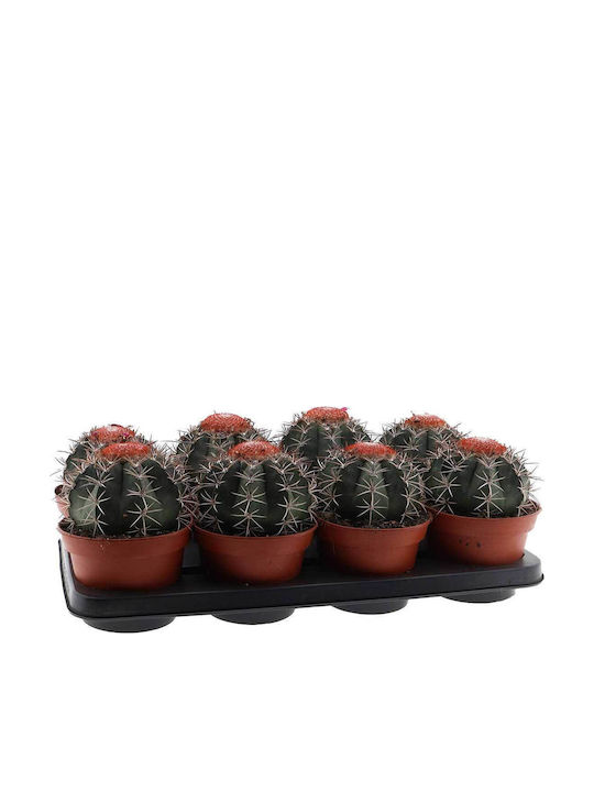 Melocactus Neryi 15cm Melocactus Neryi 15cm