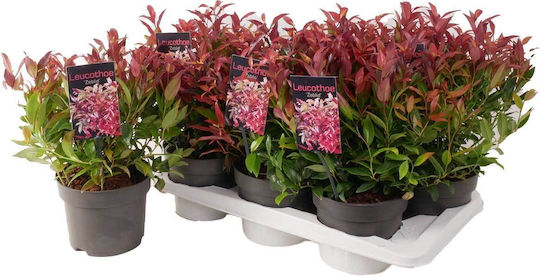 Leucothoe 'zeblid' 17cm