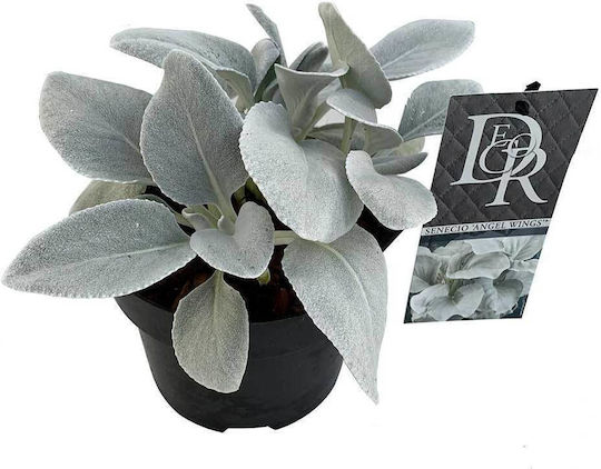 Senecio 'angel Wings' 17cm