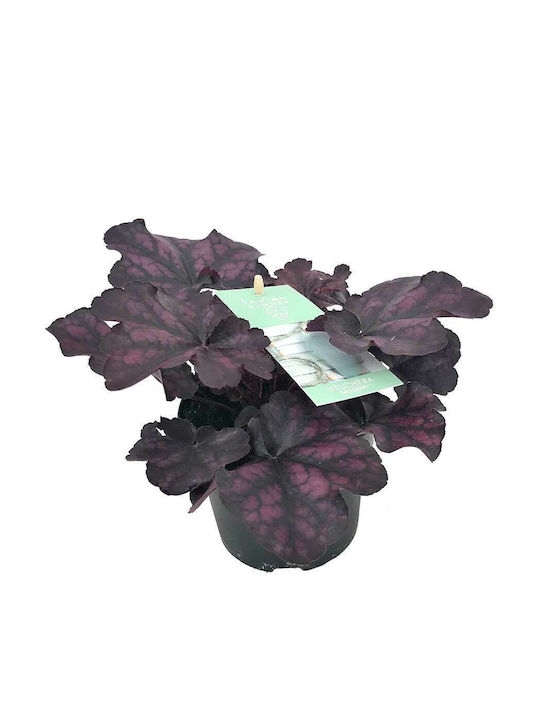 Heuchera 'indian Summer Purple' 12cm Heuchera 'indian Summer Purple' 12cm