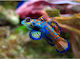 Pterosynchiropus Splendidus Blau