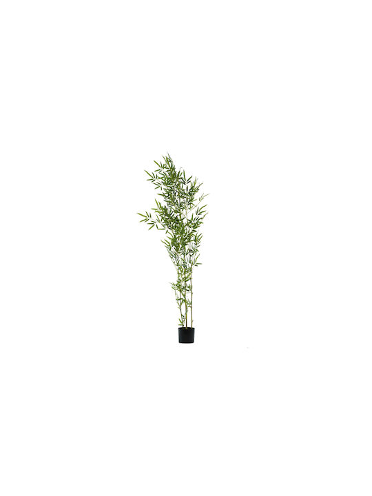 Φυτό Bamboo Γλάστρα Πλαστική Μαύρη 1,70 Ύψος