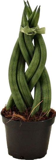 Sansevieria Cilindrică Mini Împletită L 5cm X Î 15 Cm Milvaflowers Sansevieria Cilindrică Mini Împletită L 5cm X Î 15 Cm Milvaflowers