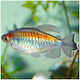 Gongo Tetra 4cm