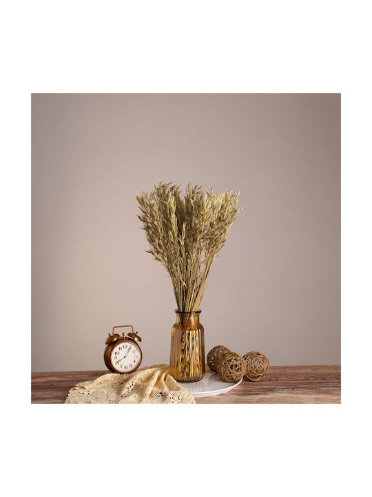 Globostar Wildoat 36501 Dried Wild Oat Plant Bo...