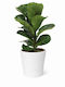 Ficus Lyrata White Ceramic H 35cm W 12 Milvaflowers