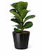 Ficus Lyrata Negru Ghiveci Ceramic Înălțime 35cm Lățime 12