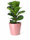 Ficus Lyra Rosa Keramisch Y 35cm P:12 MilvaFlowers