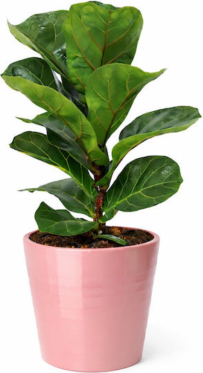 Ficus Lyra Rosa Keramisch Y 35cm P:12 MilvaFlowers