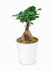 Bonsai Ficus Keramischer Weißer Topf Höhe: 32 X Durchmesser: 12 MilvaFlowers