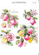 Hârtie Easy Transfer Citrice Lnt-1004 25x35cm