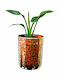 Strelitzia Bird Of Paradise Pot 10cm Plant Height 22cm Glass Gold