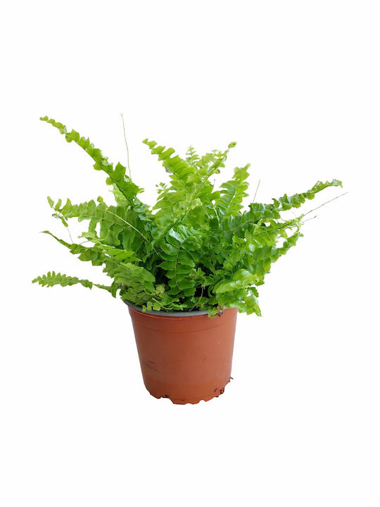 Φτέρη Βοστώνης Π:12 Cm Y:22 Nephrolepis Exaltata Milvaflowers