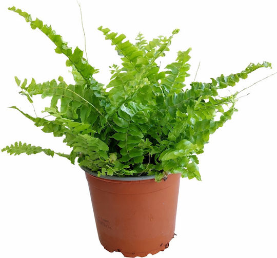 Feriga Boston P:12 Cm Î:22 Nephrolepis Exaltata Milvaflowers