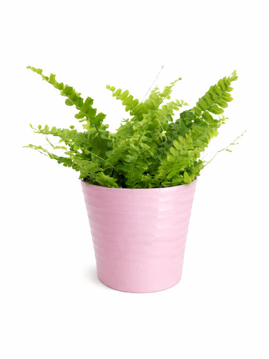 Φτέρη Βοστώνης Ροζ Κασπο Π:12 Cm Y:25 Nephrolepis Exaltata Milvaflowers