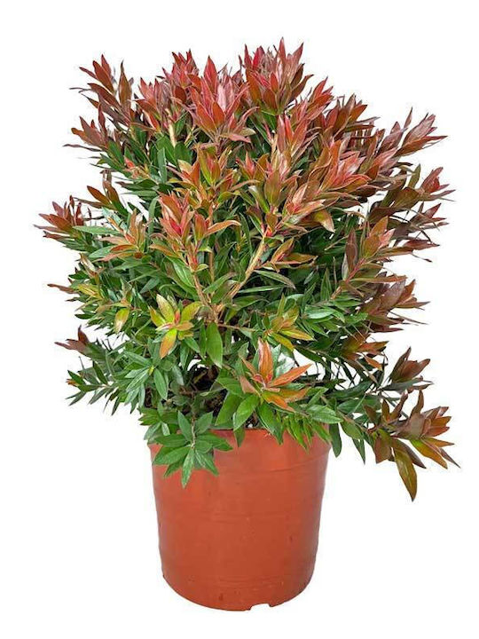 Callistemon 'red Rocket' 3lt Callistemon 'red Rocket' 3lt