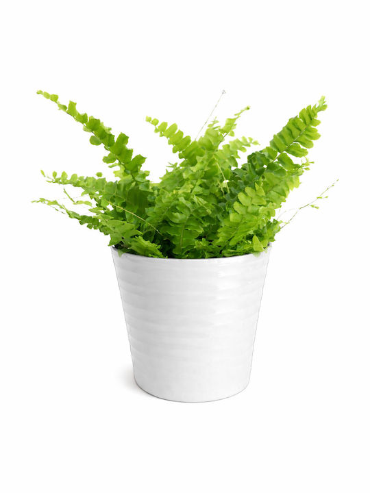 Φτέρη Βοστώνης Λευκο Κασπο Π:12 Cm Y:25 Nephrolepis Exaltata Milvaflowers