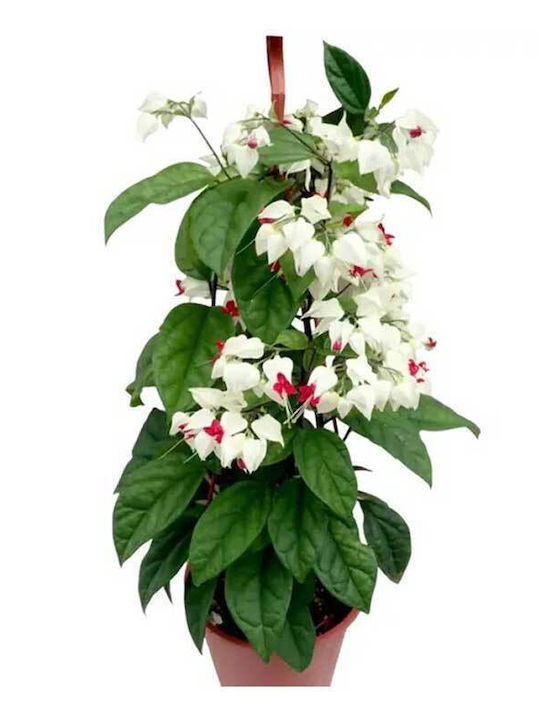 Clerodendrum Thomsoniae 13cm