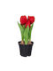 Tulip in Small Pot Red Iliadis