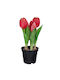 Tulip in Small Pot Fuchsia Iliadis