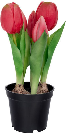 Tulpe in Topfpflanze Fuchsienfarbe Iliadis