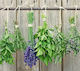 Zeller 26301 Decorative Glass Panel 56 X 50 X 2 Cm Herbs Plastic Surface