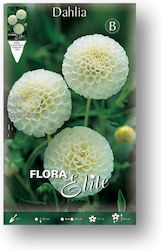 Flora Elite Bec Dahlia Fulgi De Zăpadă