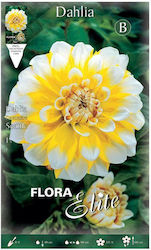 Flora Elite Dahlien Glühbirne Seattle Gelb 11-L02-0401