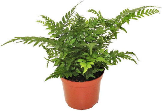 Athyrium Spicatum 8.5cm Athyrium Spicatum 8.5cm