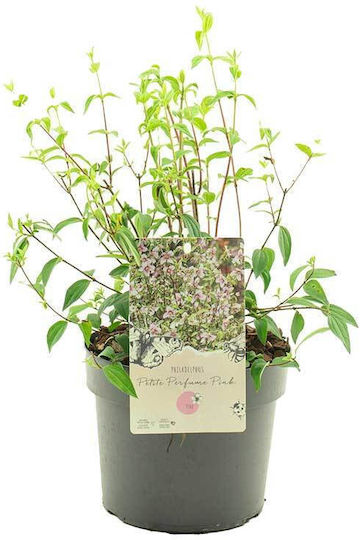 Philadelphus 'petite Perfume Pink' 3lt