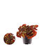 Begonia Rex Montuno 12cm