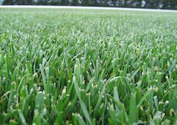 Festuca Arundinacea Grande Ii Fescue Arundinacea