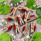 Wooden Clothespins Easter Bug 25mm 10 Pack 7dis152