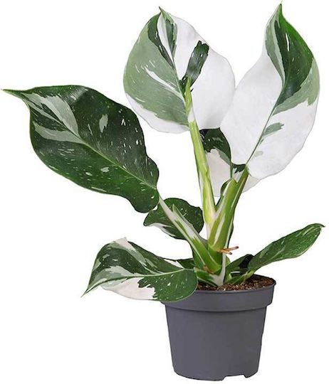 Philodendron 'white Wizard' 12cm