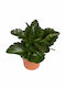 Widow's-Thrill Calandiva Fără Floare Kalanchoe Calandiva Î:10cm X Î:20cm Milvaflowers