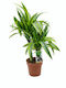 Δράκαινα Λεμον Dracaena Lemon Lime Π:17 Y 60-70 Cm Milvaflowers