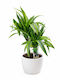 Dracaena Lămâie Albă Ceramică P:19 Dracaena Lemon Lime H:60-70cm Milvaflowers
