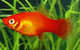 Xiphophorus Helleri Marigold M