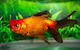 Carassius Auratus Mix Pompom 8-10cm