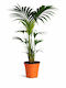 Κέντια – Kentia Palm Howea Forsteriana Π:17 Y:100-120εκ Milvaflowers